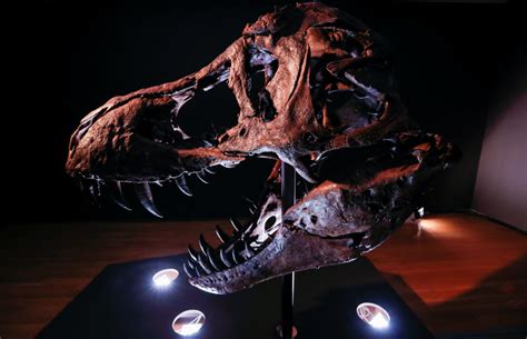 T. rex skull fossil from South Dakota to be auctioned in NY for ...