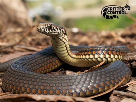 Snake Removal In Polk County | Critter Control Of Polk County