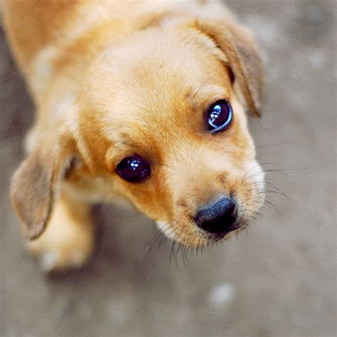 Image - Puppy eyes by ciuky.jpg - The Amazing World of Gumball Wiki