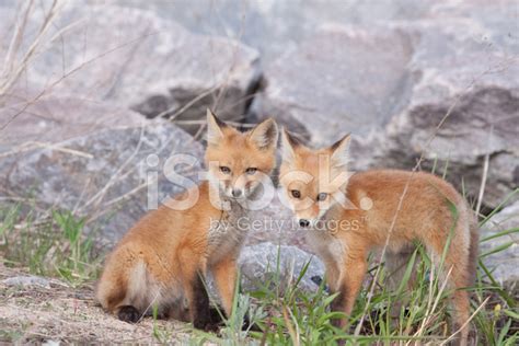 Red Fox Pups Stock Photo | Royalty-Free | FreeImages