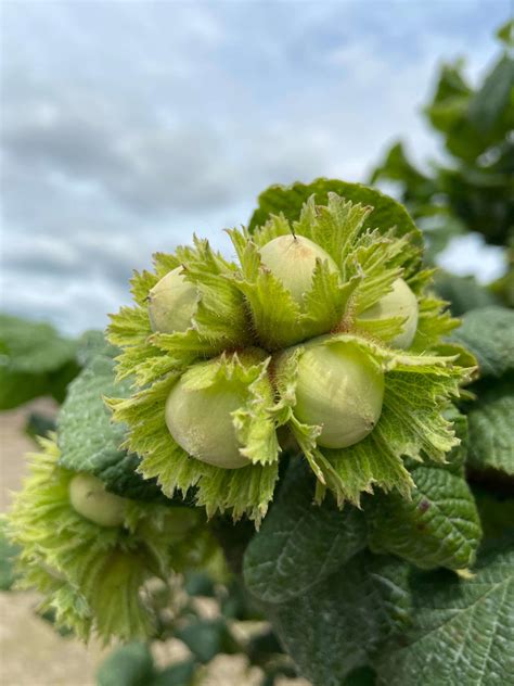 Home for Hazelnut Harvest - theolivebranch.net