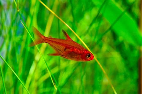 Ember Tetra Guide: Care, Lifespan, Diet, Size & More - Fish Laboratory