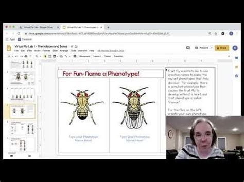 Demonstration of Virtual Fruit Fly Lab