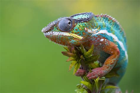 Chameleon | Info-Facts and New Photos | The Wildlife