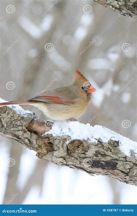 Female Cardinal On Snowy Tree Branch Royalty Free Stock Photography ...