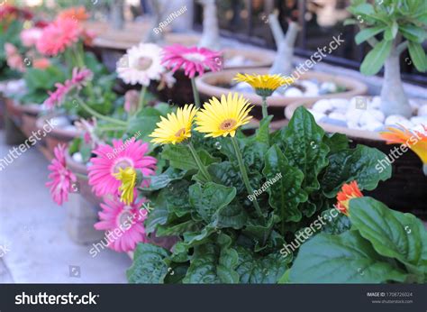 Indonesian Traditional Cake Dessert Kue Klepon Stock Photo 1708726024 ...