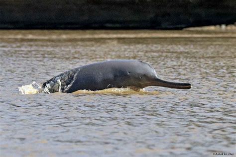 GANGETIC DOLPHIN - UPSC Current Affairs - IAS GYAN