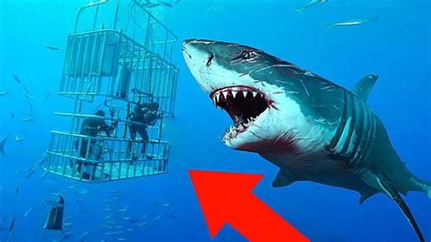 Deadliest Shark In The World