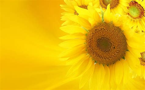 HD wallpaper: Yellow Sunflower On Yellow Background, nature, 3d and ...