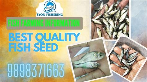 Mangur Fish Farming Consultancy at Rs 1000/piece in Umargam | ID ...