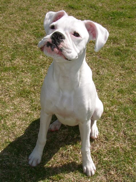 Marvelous #white #boxer Lilly | Boxer dogs facts, Boxer puppies