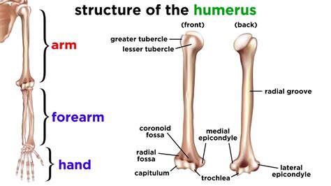 The Skeletal System - YouTube