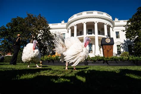 President Biden pardons this year's turkeys, Chocolate and Chip - The Washington Post