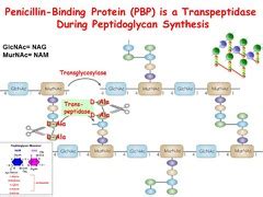 Penicillin-Binding Proteins