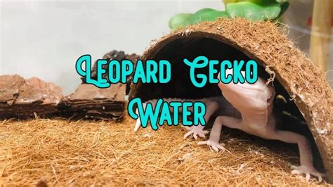 Leopard Gecko and Water: 15 Things You Should Know