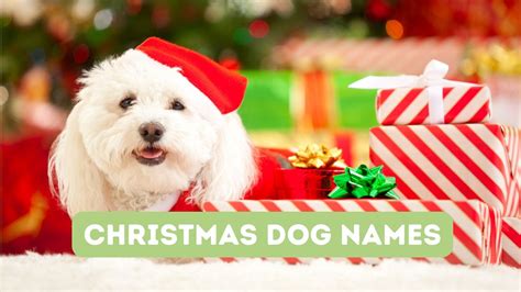 130+ Christmas Dog Names for Holiday Puppies! 130 Christmas Dog Names