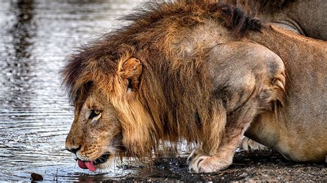 Male Lion Drinking Water, beautiful, pets, lion, animal, feline, graphy ...