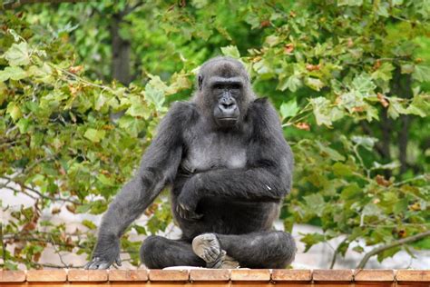 New Gorilla Treehouse Opens at the Zoo – Philadelphia Zoo