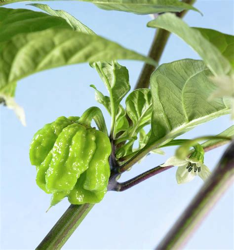 Carolina Reaper Chilli Pepper Plant Photograph by Cordelia Molloy - Pixels