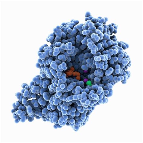 Dopamine Transporter Molecule Photograph by Laguna Design/science Photo Library