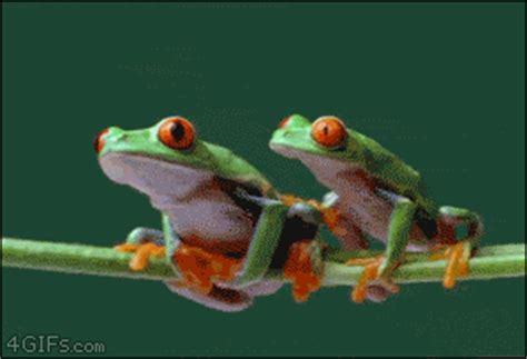 Frog-climbs-over-frog