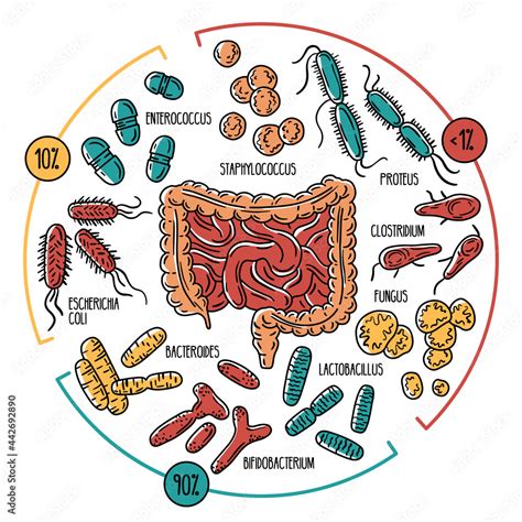 Vector infographics of the human intestinal flora. Normal ...