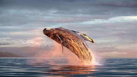 Humpback whale in the ocean Wallpaper 4k HD ID:9457