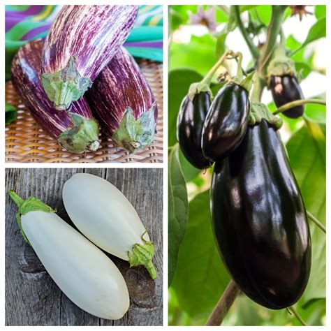 Aubergine (eggplant) - seeds of 3 vegetable plants' varieties – Garden ...