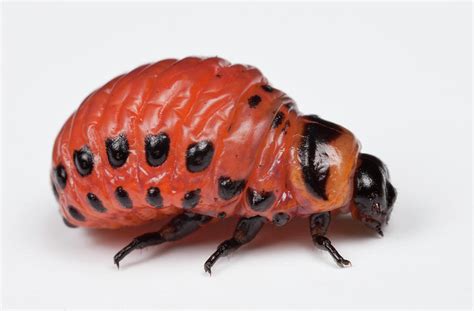 Colorado Potato Beetle Larva Photograph by Pascal Goetgheluck/science ...