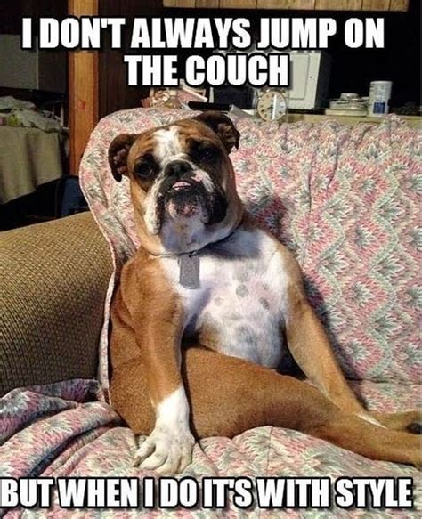 14 Funny English Bulldog Memes of the Day! | PetPress | Bulldog funny, English bulldog care ...