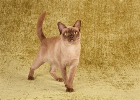 Burmese Cat Breed : Characteristics, History, and Grooming Tips