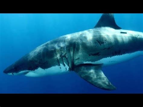 Great white Shark VS Giant Squid - YouTube