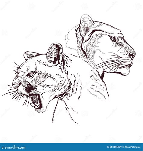 Drawing Puma Royalty-Free Stock Photo | CartoonDealer.com #19968969