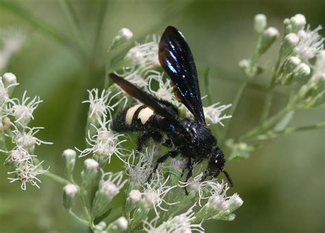 Family Scoliidae – ENT 425 – General Entomology