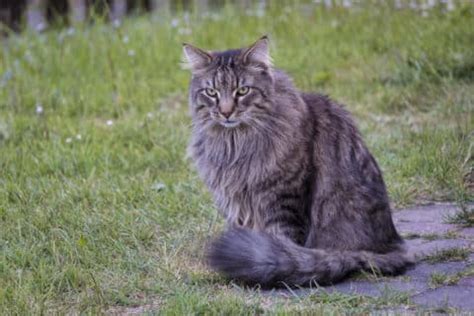 Norwegian Forest Cat Ragdoll Mix