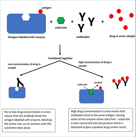 How to interpret urine toxicology tests | ADC Education & Practice Edition