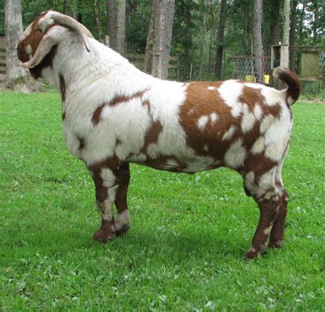 Spotted boer buck "3LF Stargate" from Far View Farms | Pigs / Goats / Sheep | Boer goats, Show ...