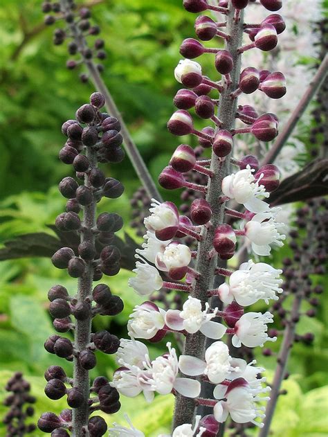 'Brunette' Bugbane | White gardens, Botanical gardens, Flowers