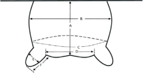 Quantitative Measurements of Udder traits A. Udder length from ...