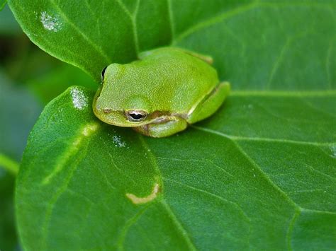 🔥 Free download Cute Frogs Wallpaper Cute desktop backgrounds [1600x1200] for your Desktop ...