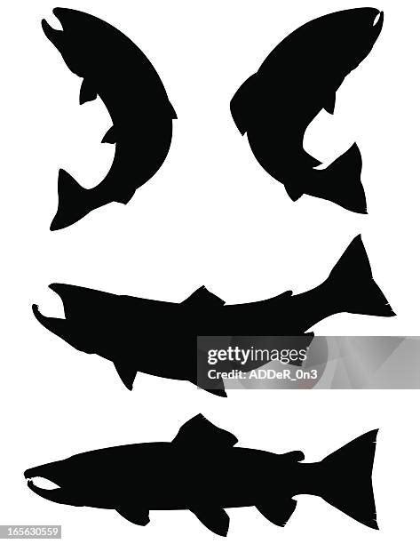 Speckled Trout Clip Art Photos and Premium High Res Pictures - Getty Images