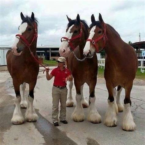 Clydesdale horses are huge! | Clydesdale horses, Big horses, Horses