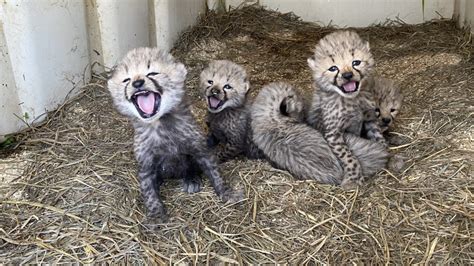 Smithsonian welcomes five new cheetah cubs born at Conservation Biology ...