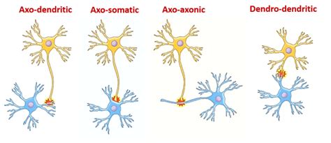 Synapses - Types and Structure