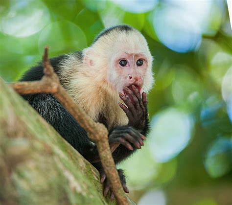 5,400+ Capuchin Monkey Stock Photos, Pictures & Royalty-Free Images ...