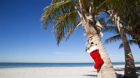 christmas beach wallpaper,tree,palm tree,sky,arecales,vacation (#445456 ...