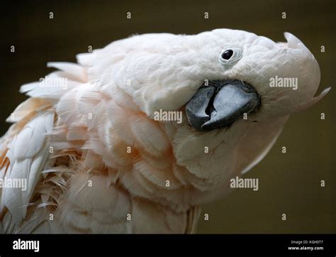 Bird in Kuala Lumpur Bird Park, Malaysia Stock Photo - Alamy