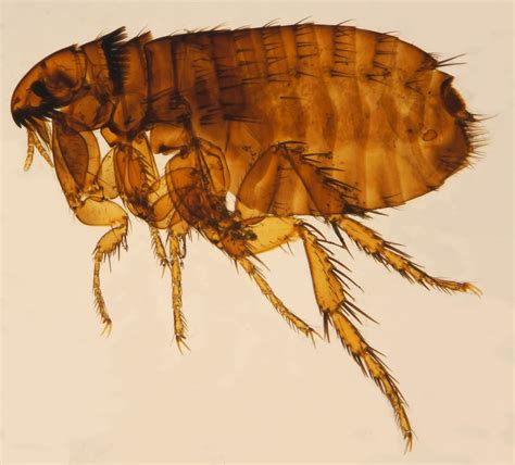 Cat flea - Wikipedia