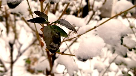 Winter snowfall brings white face to Tehran