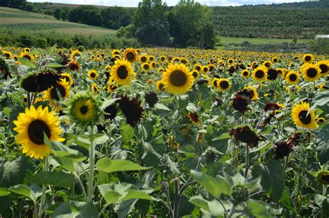 Clifford the Big Red Dog Sunflower Maze open at CT's Lyman Orchards